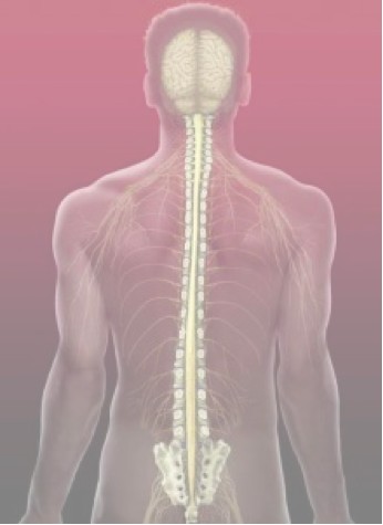 Parts of the CranioSacral System